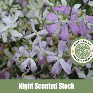 Night Scented Stock, scientifically known as Matthiola longipetala